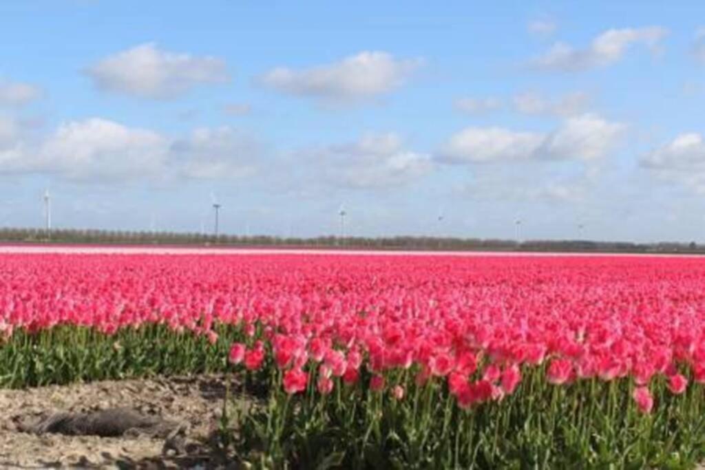 Vakantiehuis Horsterwold Zeewolde Exteriör bild